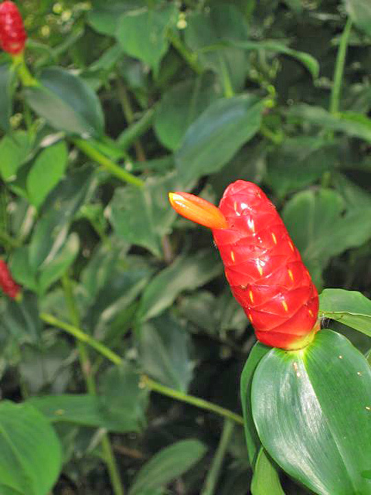 costus-spicatus