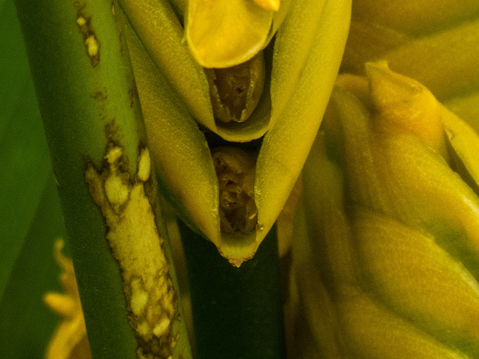 Rattle Snake Flower