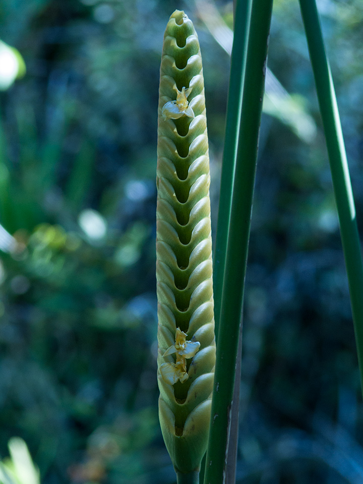 Rattle Snake Flower