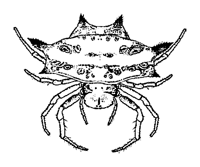 crab1