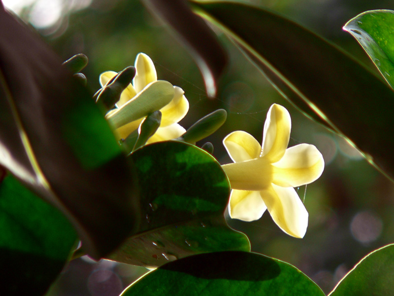 Giant Puakinikini Flower Dawn