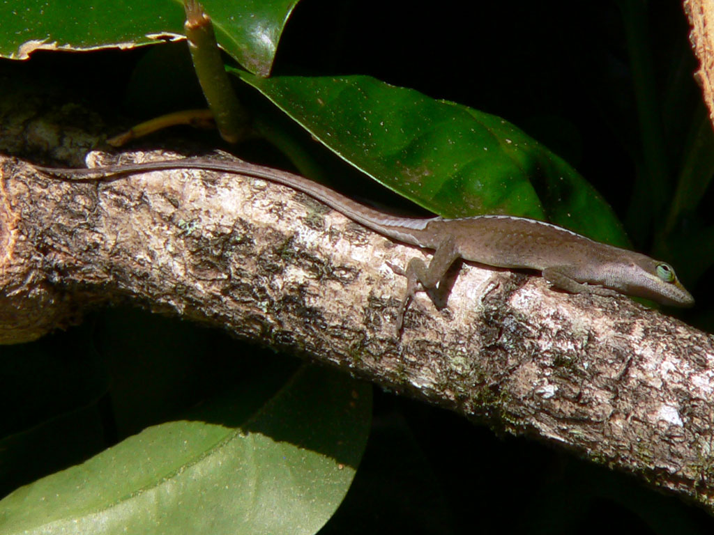 Unknow lizard on Puakinikini Tree