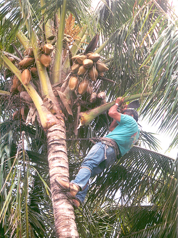 Haiku Coconut being trimmed