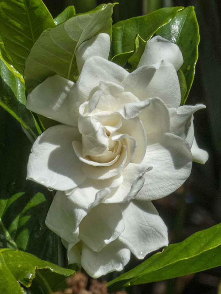 Fall Gardenia