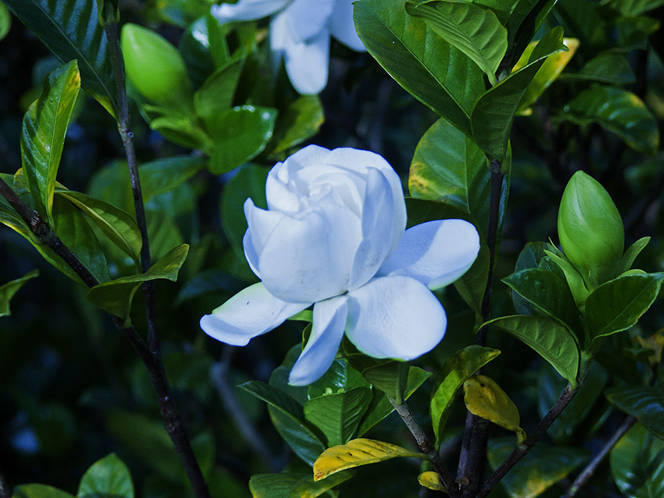 Haiku Gardenia