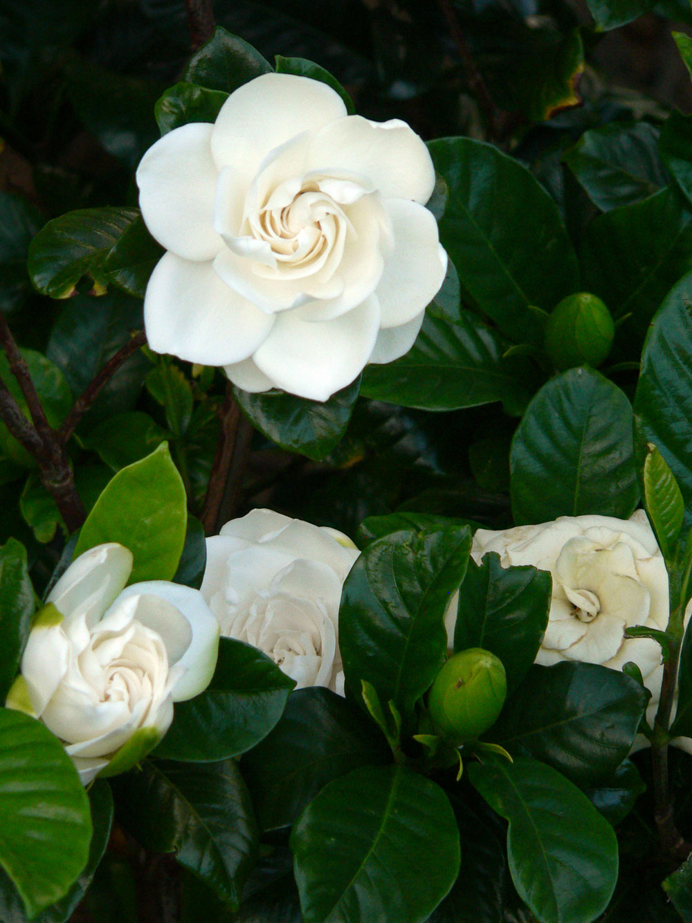 gardenia 0013