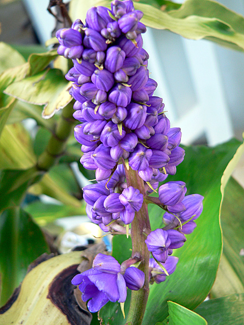 blue ginger before flower