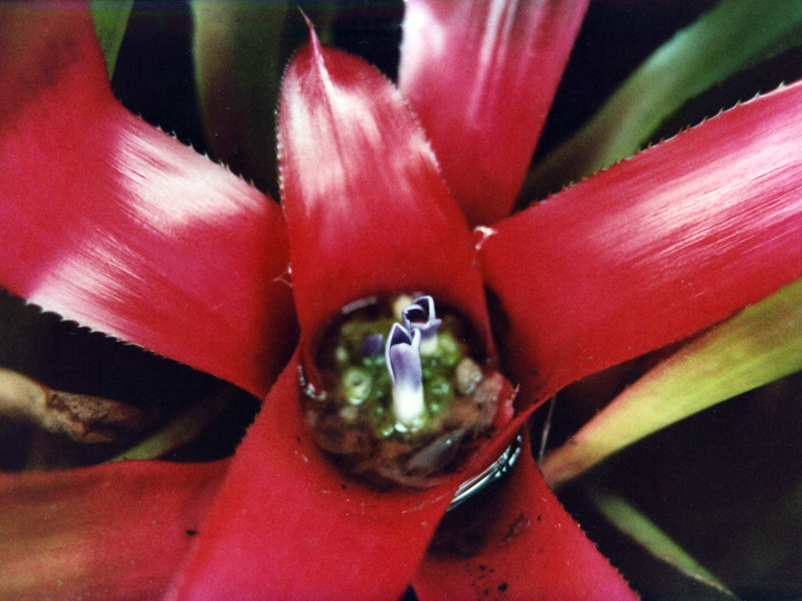 neoregelia-1