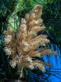 Royal Palm Fresh Flower