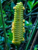 Rattle Snake Flower