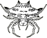 crab1