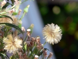 Small-Leaf Horseweed, Canada Fleabane