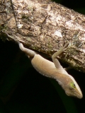 unkown lizard on puakinikini upside down