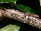 Unknow lizard on Puakinikini Tree