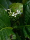 noni flower source 835-46