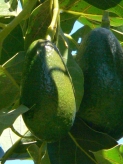 Avocado from Ernie's yard