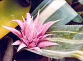 aechmea-1