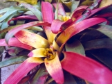 guzmania